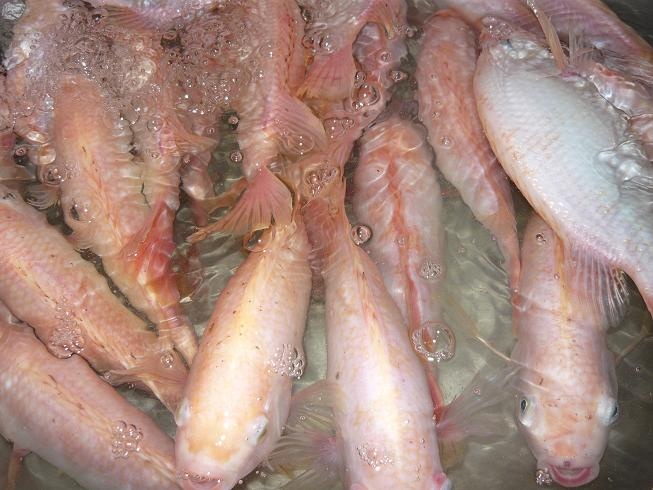 Ảnh hưởng của nhiệt độ và độ mặn đến sử dụng thức ăn của cá diêu hồng