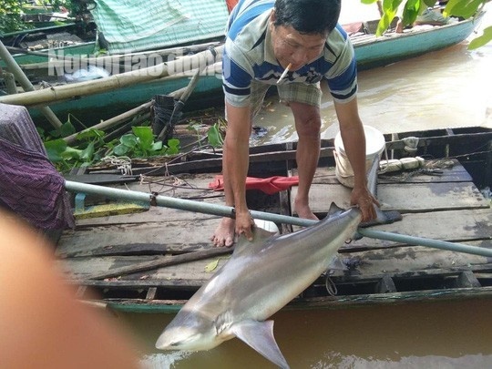 Ngư dân miền Tây bắt được cá mập nước ngọt nặng 20 kg