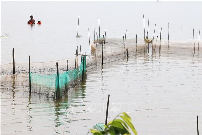 Báo động tình trạng tận diệt cá đồng