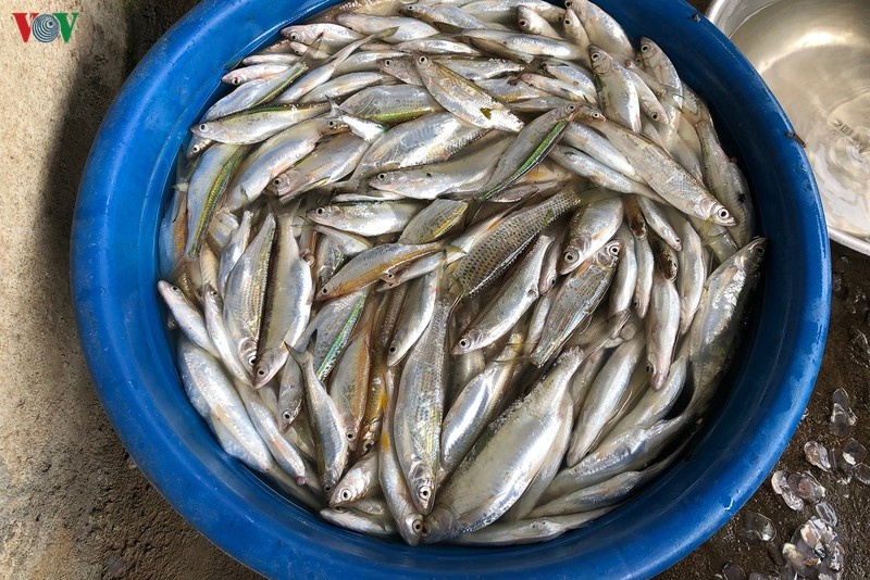 Làm giàu từ đặc sản cá chua vùng lòng hồ sông Đà