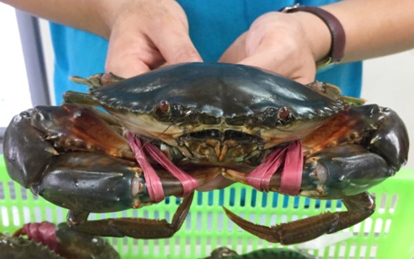 Giá cua biển bán sang Trung Quốc rẻ bất thường