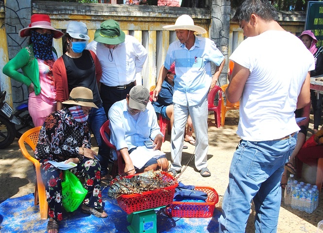 Cuối vụ, tôm hùm thương phẩm ở Bình Định tăng giá mạnh