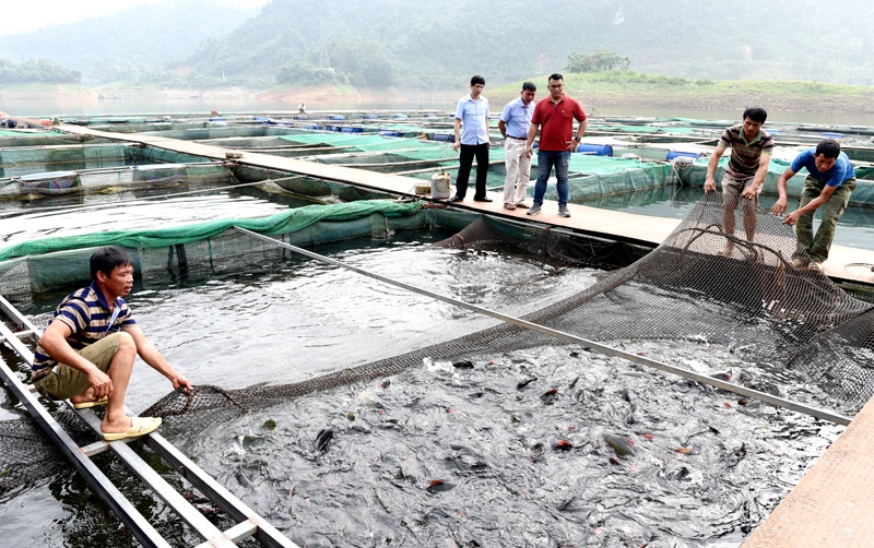 Tuyên Quang: Hướng đến làm giàu từ cá đặc sản