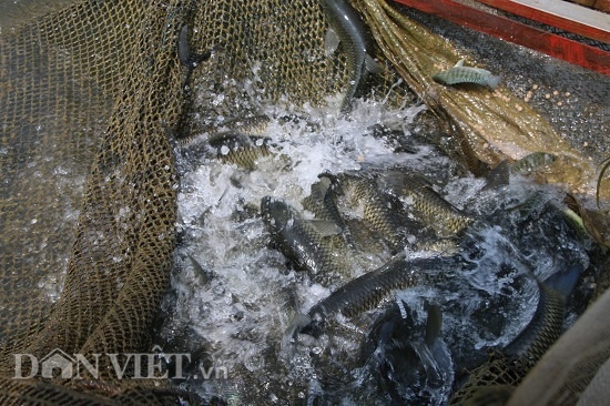 Nuôi cá lồng bè làm giàu trong lòng thủy điện Sơn La