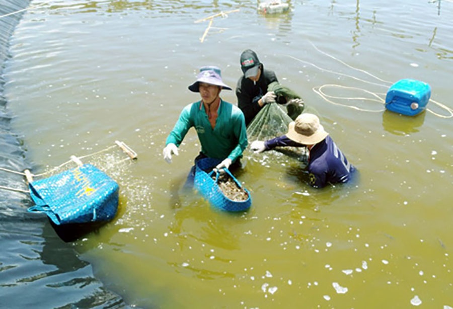 thu hoạch tôm