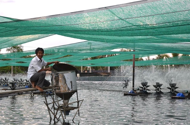 nuôi tôm lót bạt