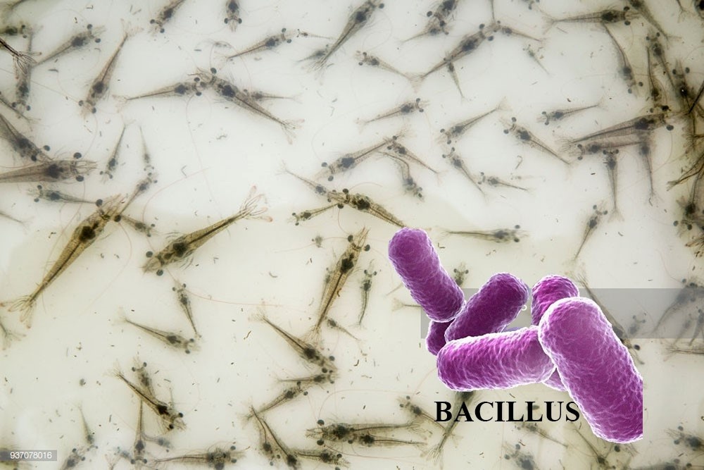 Bacillus