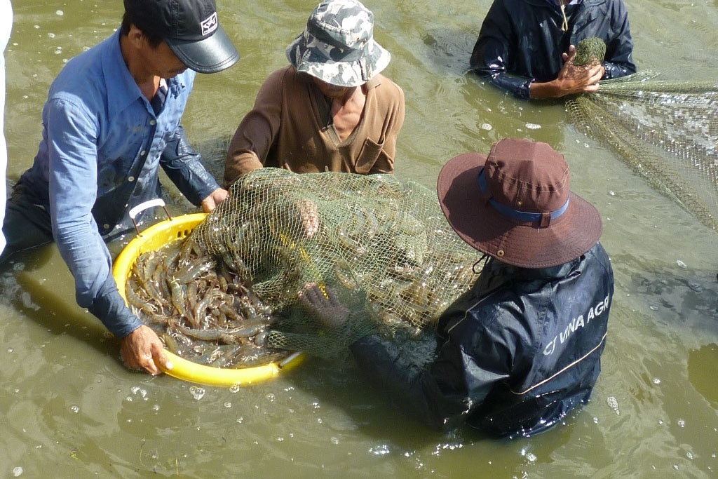 Con tôm giữa muôn ngàn khó khăn: Càng nuôi càng lỗ! - Tepbac