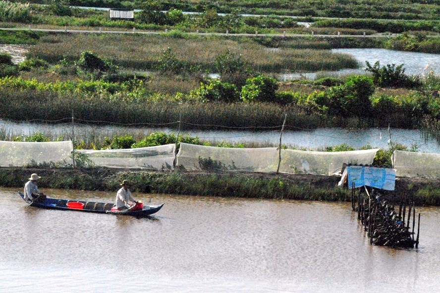 Tôm chết