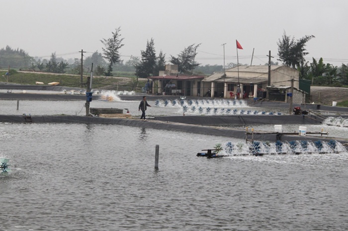 nuôi tôm công nghiệp