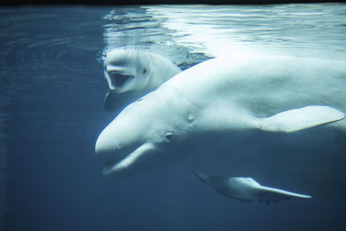 Tận hưởng sự độc đáo của cá voi beluga thông qua những hình ảnh đẹp và sống động. Những chú cá voi này sẽ mang đến cho bạn những trải nghiệm tuyệt vời và sự cảm kích đối với sự giản dị của tự nhiên.