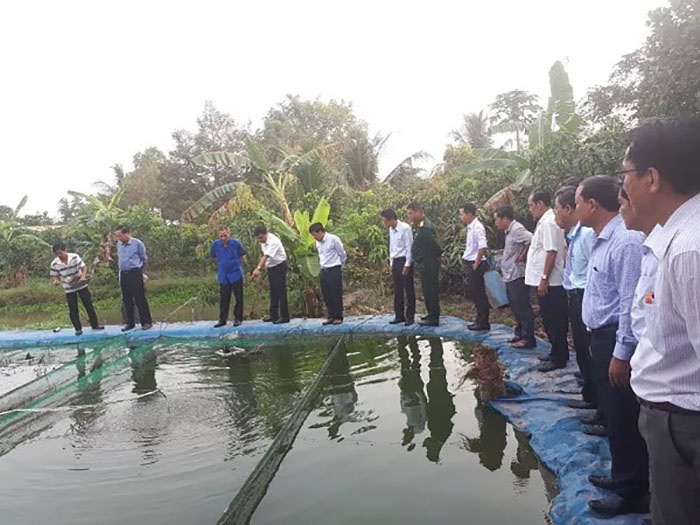 Nuôi cá chạch lấu