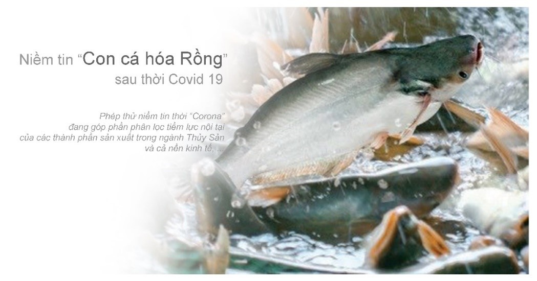 phát triển cá tra