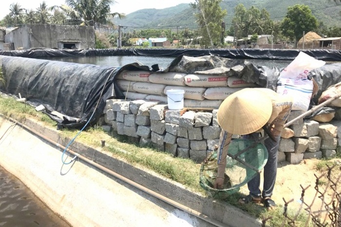 Nuôi tôm trái phép