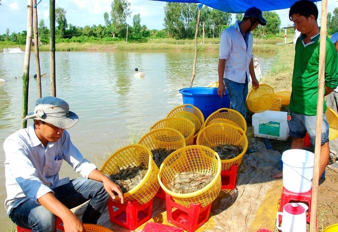 Thu hoạch tôm