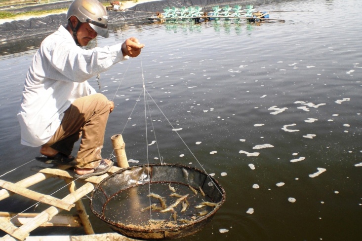 tiêu hủy tôm bệnh