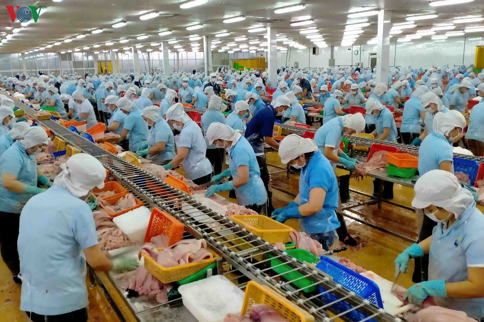 Chế biến cá tra