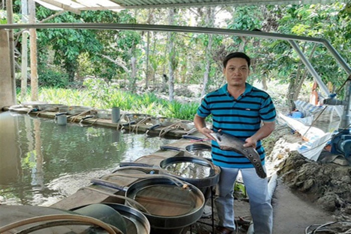 nuôi cá thát lát