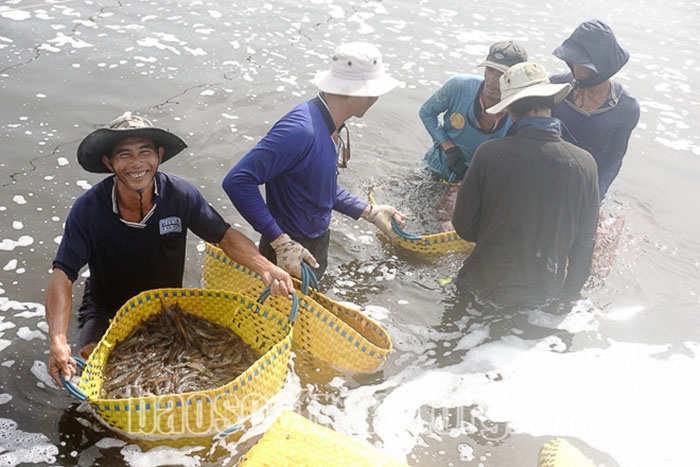 Thu tỉa tôm