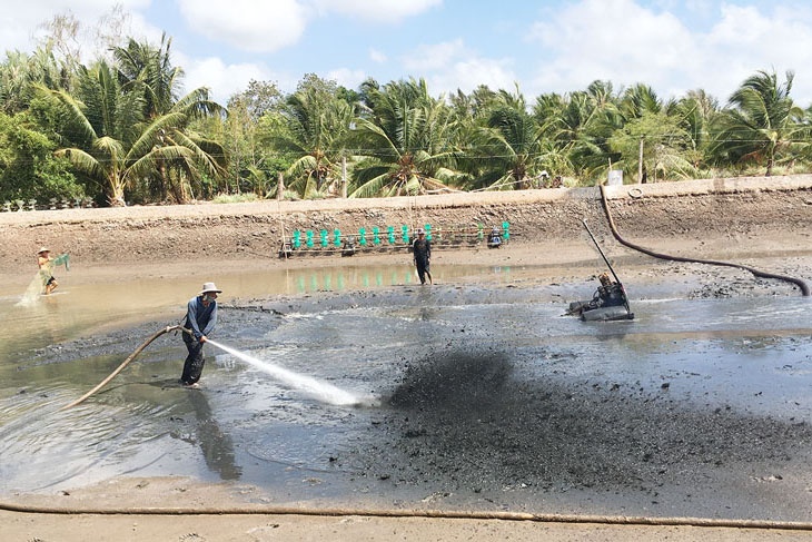 Tôm thẻ chân trắng