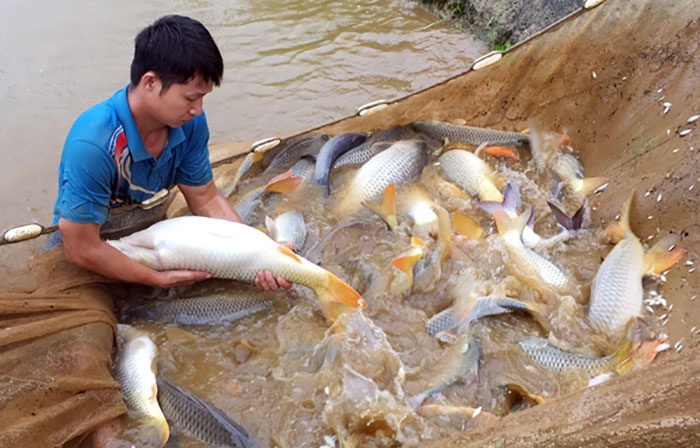 trứng cá chép