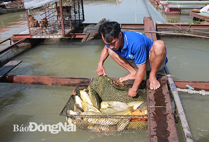 Cá chết hàng loạt