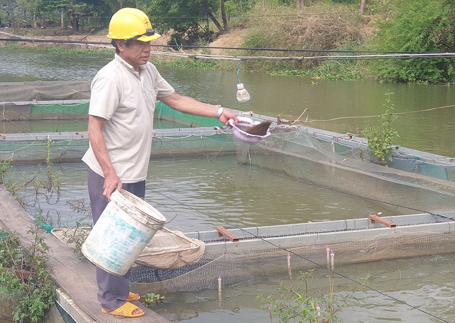 Cá tiến vua