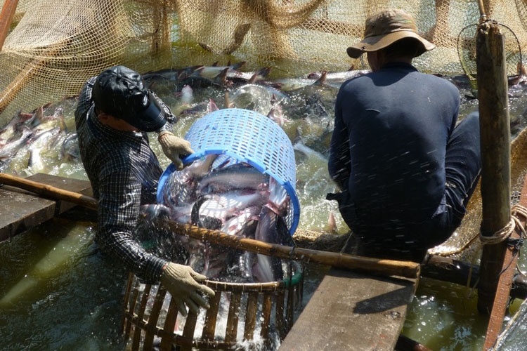 Thu hoạch cá tra