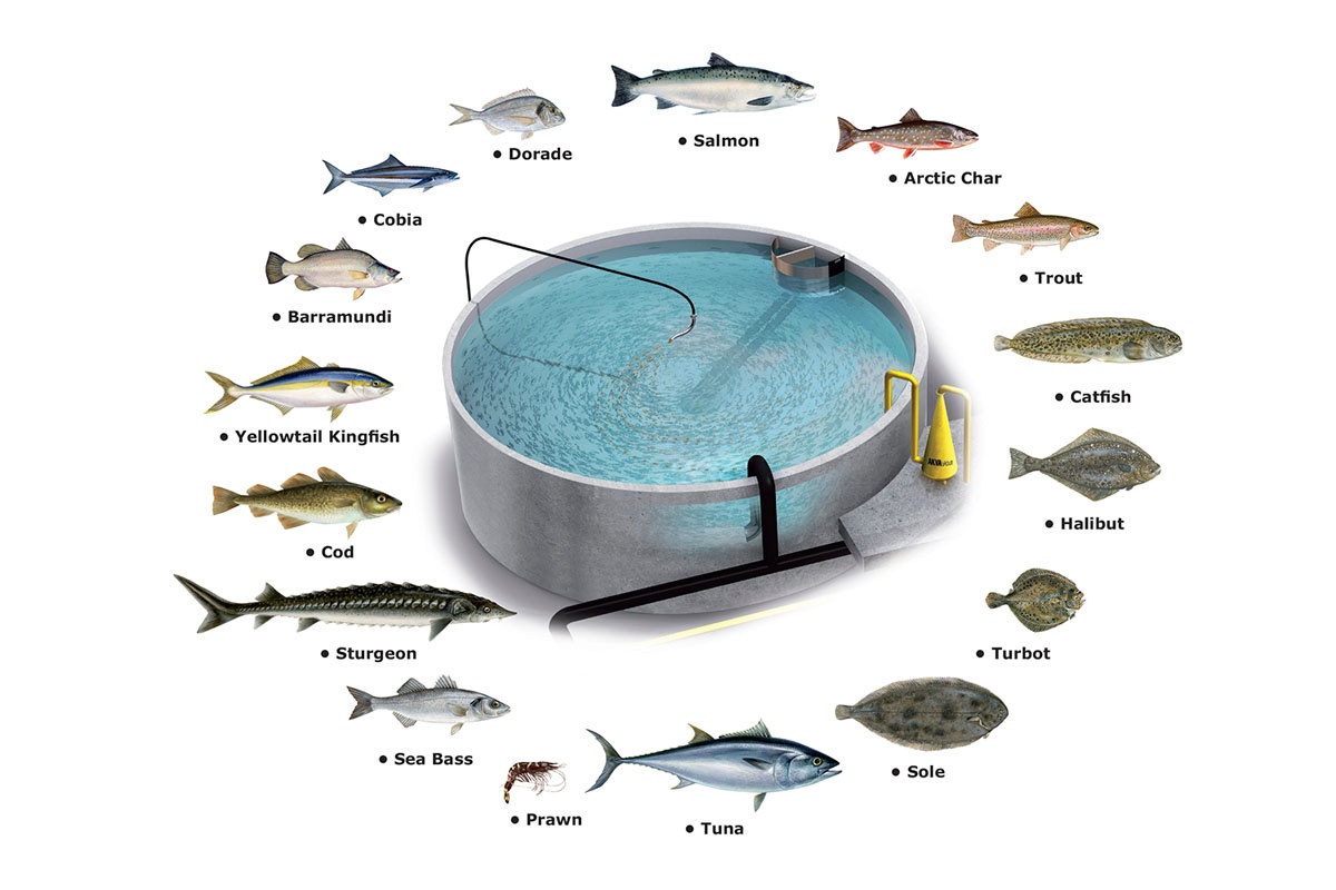 Аквакультура и рыбоводство схема