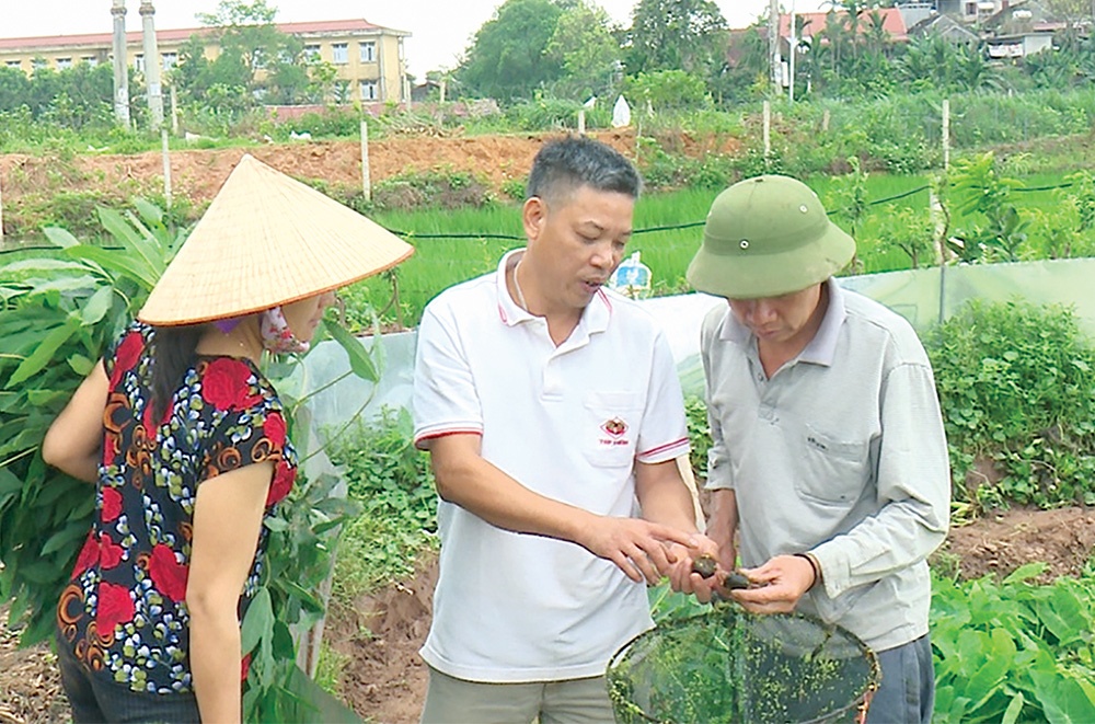 Nuôi ốc nhồi