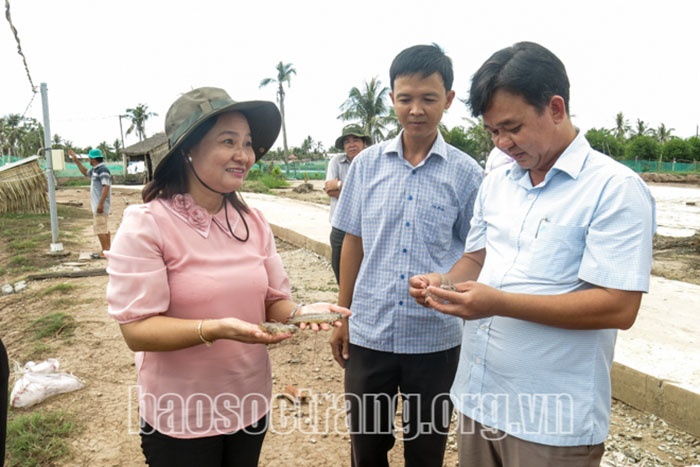 nuôi tôm nước lợ