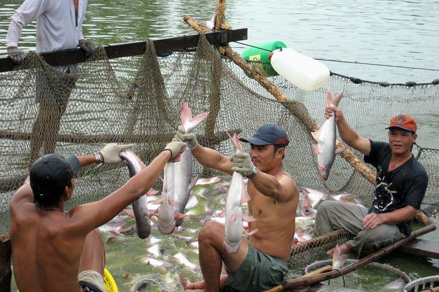 Thu hoạch cá tra