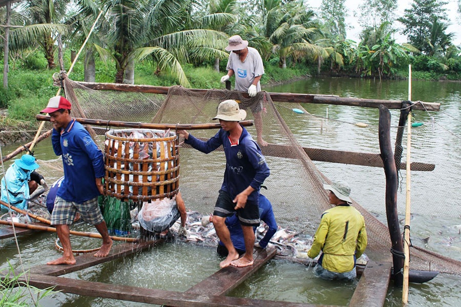 Thu hoạch cá tra