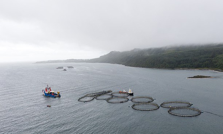 Trang trại nuôi cá hồi