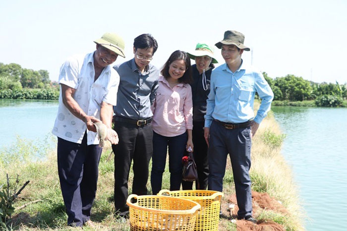 Mô hình nuôi cá rô đầu vuông