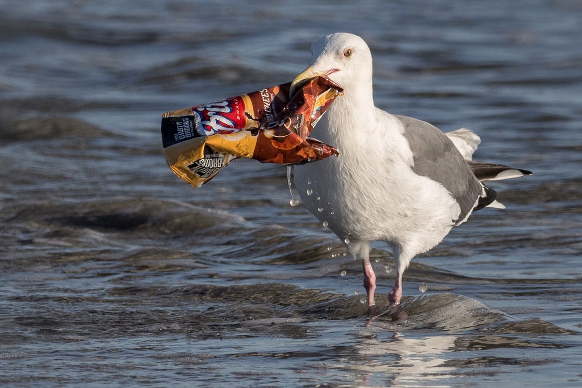 chim ăn rác thải