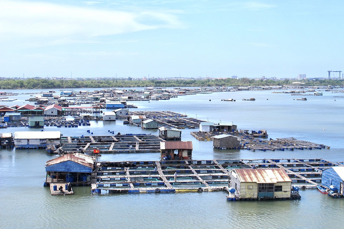 Nuôi lồng bè trên sông Chà Và.