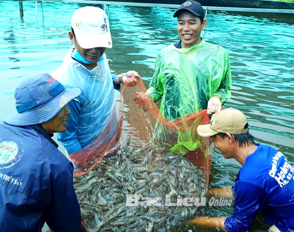 nuôi tôm bạc tỷ