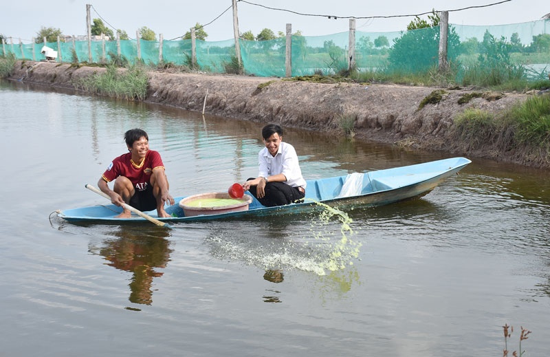 Tôm càng xanh toàn đực xen trong ruộng lúa