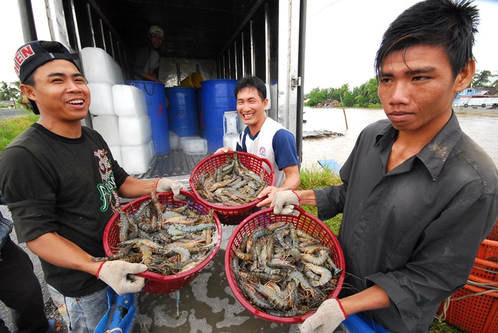 Tôm xuất khẩu tăng trưởng