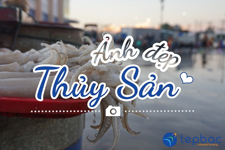 ảnh đẹp thủy sản