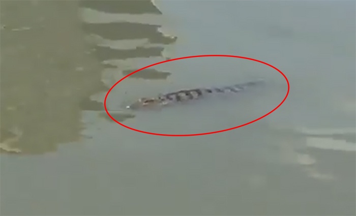 cá sấu trên sông Sài Gòn