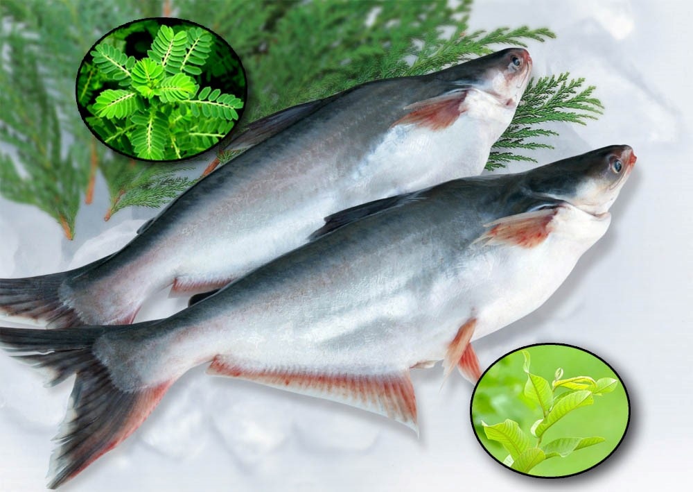 Diệp hạ châu và lá ổi trong NTTS