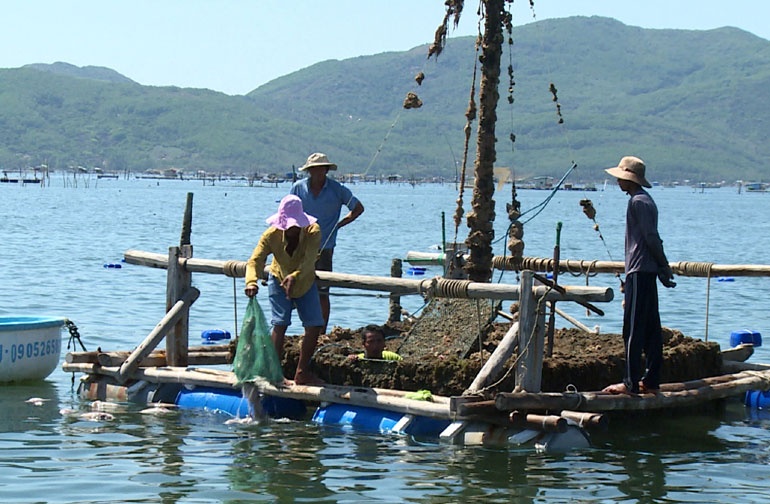 giải cứu tôm hùm