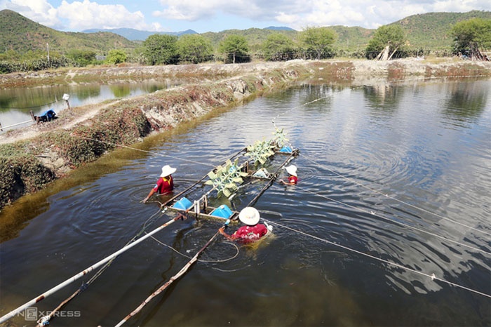 giải cứu cá bớp