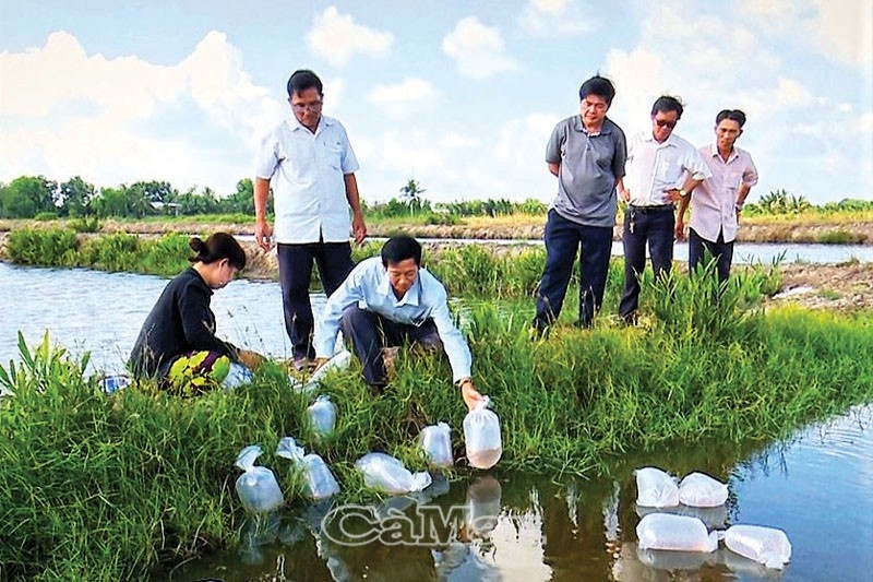 thả giống tôm càng xanh