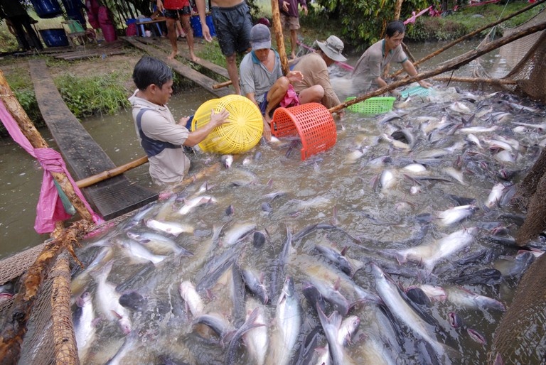 thu hoạch cá tra