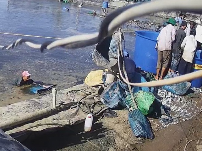 dàn cảnh trộm tôm