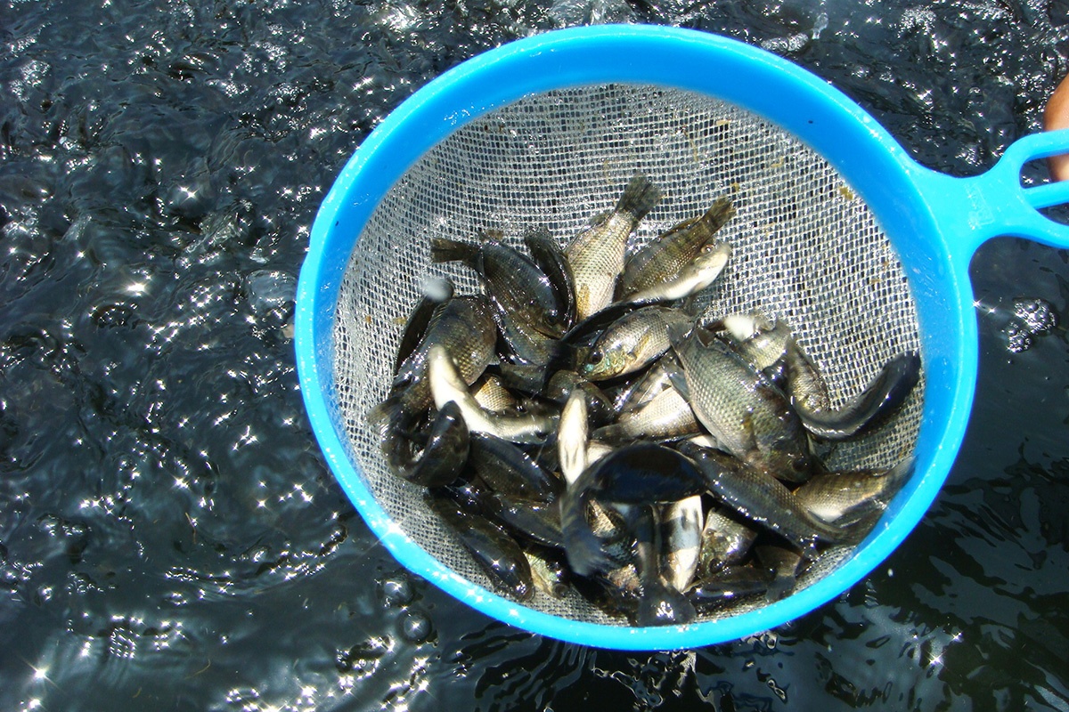 Cá rô phi giống.