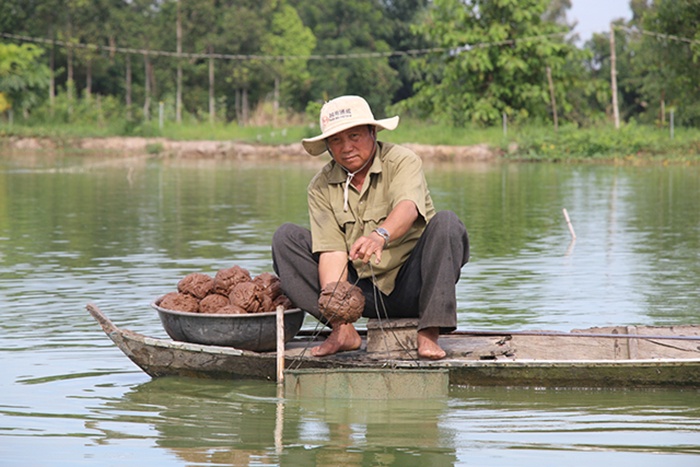 nuôi cá chạch lấu